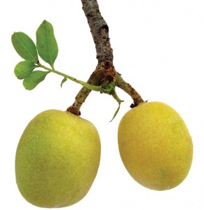 Marula oil